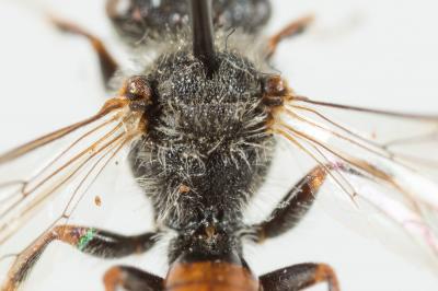  Nomada serricornis Pérez, 1884