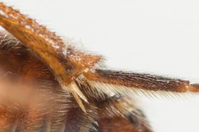  Nomada serricornis Pérez, 1884