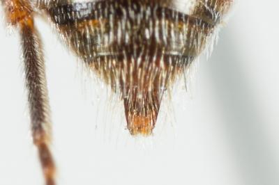  Nomada serricornis Pérez, 1884