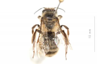  Andrena trimmerana (Kirby, 1802)