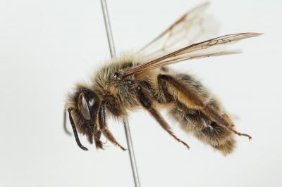 Andrena trimmerana (Kirby, 1802)