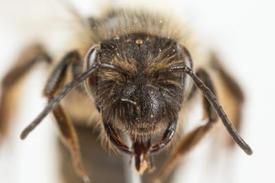  Andrena trimmerana (Kirby, 1802)