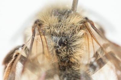  Andrena trimmerana (Kirby, 1802)