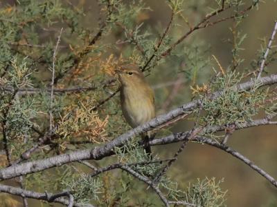Pouillot véloce Phylloscopus collybita (Vieillot, 1887)