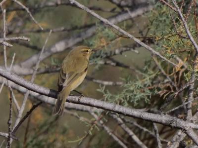 Pouillot véloce Phylloscopus collybita (Vieillot, 1887)