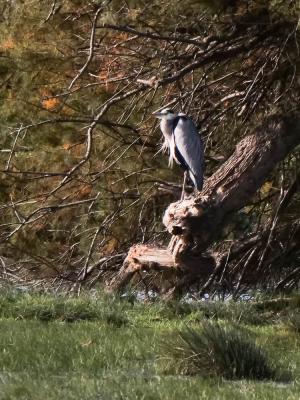 Héron cendré Ardea cinerea Linnaeus, 1758