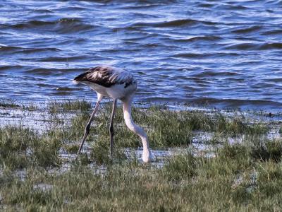 Flamant rose Phoenicopterus roseus Pallas, 1811