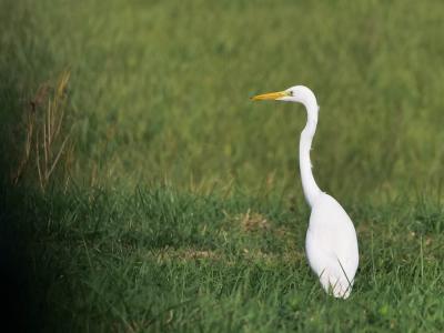 Grande Aigrette Ardea alba Linnaeus, 1758