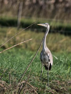 Héron cendré Ardea cinerea Linnaeus, 1758