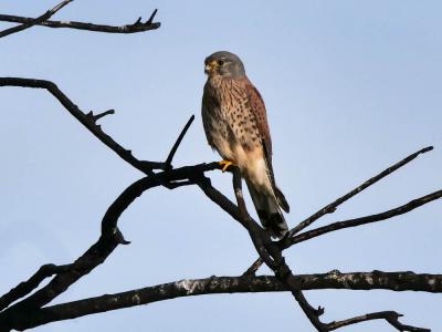 Faucon crécerelle Falco tinnunculus Linnaeus, 1758