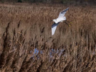 Aigrette garzette Egretta garzetta (Linnaeus, 1766)