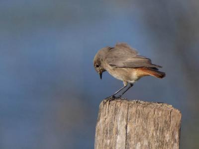 Rougequeue noir Phoenicurus ochruros (S. G. Gmelin, 1774)