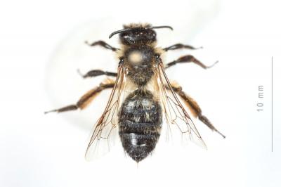  Andrena nigroaenea (Kirby, 1802)