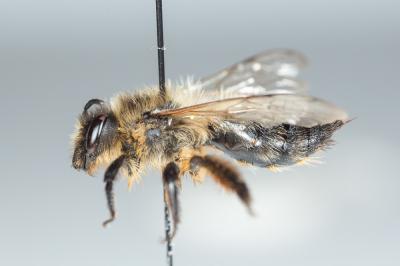  Andrena nigroaenea (Kirby, 1802)