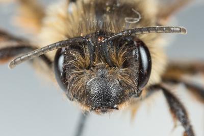  Andrena nigroaenea (Kirby, 1802)