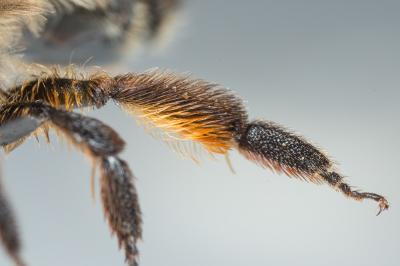  Andrena nigroaenea (Kirby, 1802)