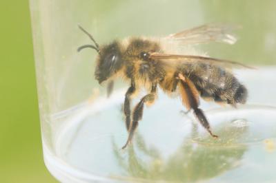  Andrena nigroaenea (Kirby, 1802)