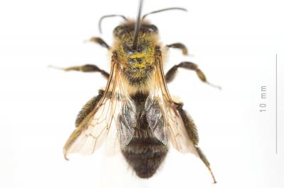  Andrena trimmerana (Kirby, 1802)
