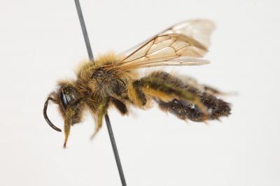  Andrena trimmerana (Kirby, 1802)