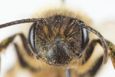  Andrena trimmerana (Kirby, 1802)