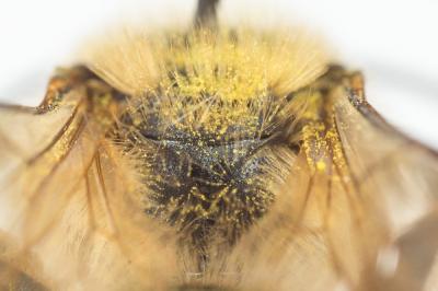  Andrena trimmerana (Kirby, 1802)
