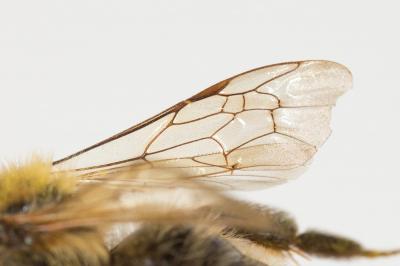  Andrena trimmerana (Kirby, 1802)