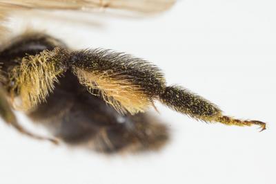  Andrena trimmerana (Kirby, 1802)