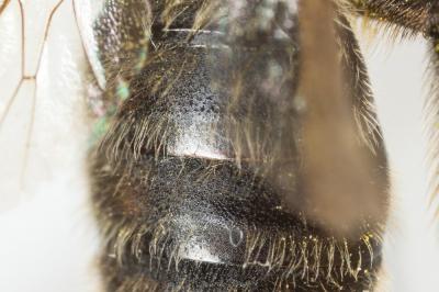  Andrena trimmerana (Kirby, 1802)