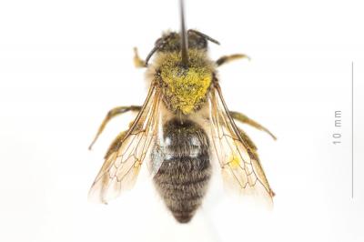  Colletes cunicularius (Linnaeus, 1760)