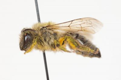  Colletes cunicularius (Linnaeus, 1760)
