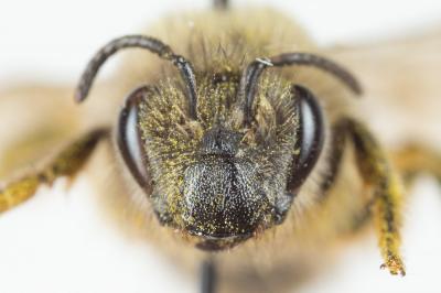  Colletes cunicularius (Linnaeus, 1760)