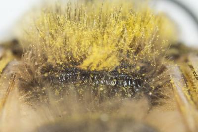  Colletes cunicularius (Linnaeus, 1760)