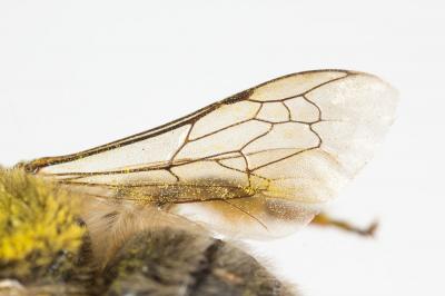  Colletes cunicularius (Linnaeus, 1760)