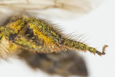 Colletes cunicularius (Linnaeus, 1760)