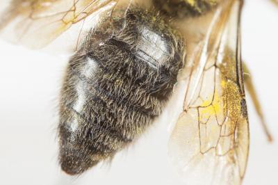  Colletes cunicularius (Linnaeus, 1760)