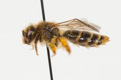 Andrena hesperia Smith, 1853