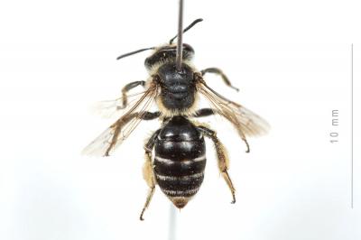  Andrena afzeliella (Kirby, 1802)