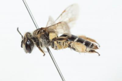  Andrena afzeliella (Kirby, 1802)