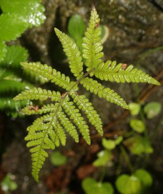 Polypode du hêtre, Phégoptéris à pinnules confluen Phegopteris connectilis (Michx.) Watt, 1867