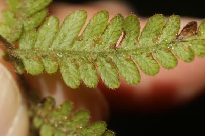 Polypode du hêtre, Phégoptéris à pinnules confluen Phegopteris connectilis (Michx.) Watt, 1867