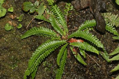 Blechnum spicant (L.) Roth, 1794