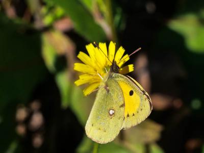 Souci (Le) Colias crocea (Geoffroy in Fourcroy, 1785)