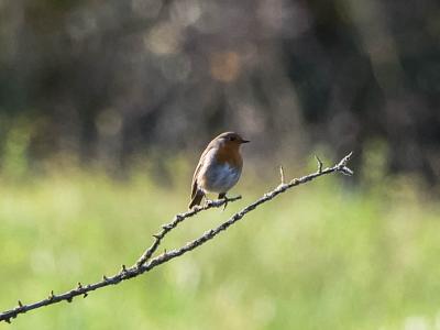 Rougegorge familier Erithacus rubecula (Linnaeus, 1758)