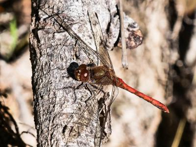 Sympétrum fascié (Le) Sympetrum striolatum (Charpentier, 1840)