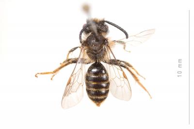  Andrena hesperia Smith, 1853