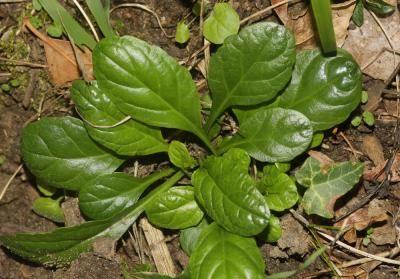 Bugle rampante, Consyre moyenne Ajuga reptans L., 1753