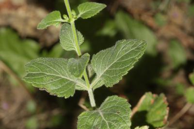 Sarriette à feuilles de Menthe Clinopodium nepeta subsp. sylvaticum (Bromf.) Peruzzi & F.Conti, 2008