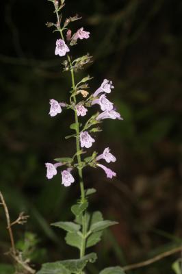 Sarriette à feuilles de Menthe Clinopodium nepeta subsp. sylvaticum (Bromf.) Peruzzi & F.Conti, 2008