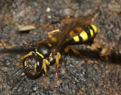  Mellinus arvensis (Linnaeus, 1758)