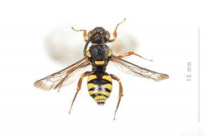  Nomada rufipes Fabricius, 1793